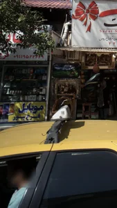 Farajpour Mobile 2