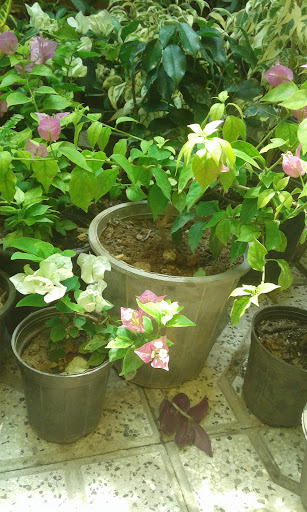 گل فروشی کیان