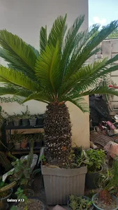 گل و گیاه سامانه روشن