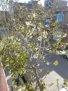 محل بازی رویال