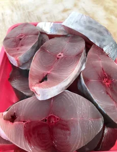 پخش مرغ نوری