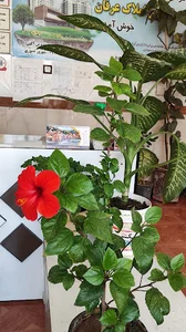 کوی شهرداری بناب