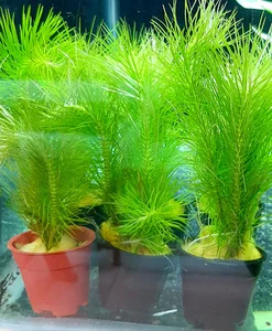 فروشگاه سنگ سبز