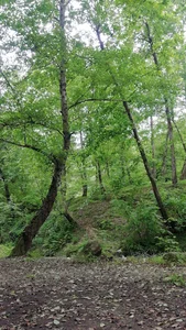 جنگل انگتارود