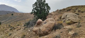مزرعه هرت
