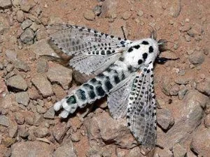 خراطی قربانی