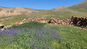 باغ گل گاوزبان عباد حبیبی ریک
