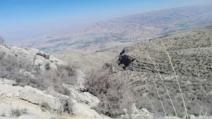 درخت بزرگ ول