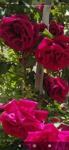 تولیدی گل و نهال تک نهال سپاهان 3