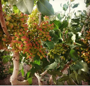 باغ پسته مهرعلیزاده