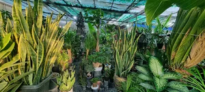 دهکده گل کرهرود