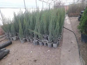 گلخانه