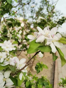 پیاده‌راه رازی