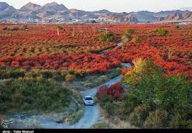 بزرگ‌ترین باغ زرشک جهان در افین/خیزبلند برای ثبت در دهکده‌های جهانی - تسنیم