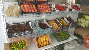 میوه سرای زیتون