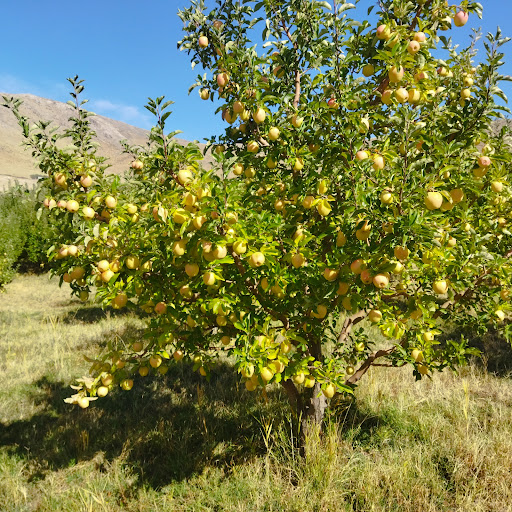 باغی هەرمان مام چوکلی