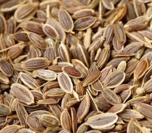 انغوزه آذری 4
