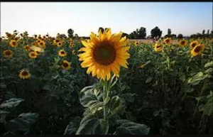 تخمه پزی سینا