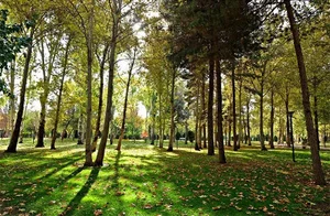فضای سبز c2