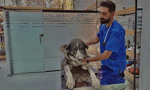 کلنیک دامپزشکی مرکزی نظرآباد