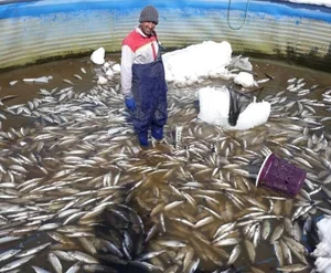 Fish Farm - پرورش ماهی