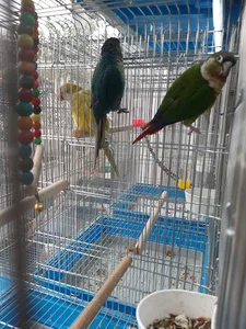 پرنده سرای توییتی