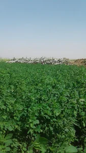 نمایشگاه اتومبیل رسولی