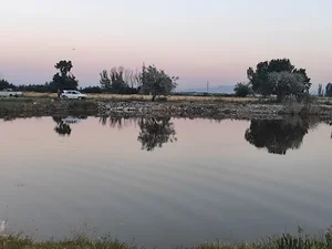 گولمز