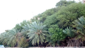 پارک جَمبو Jamboo