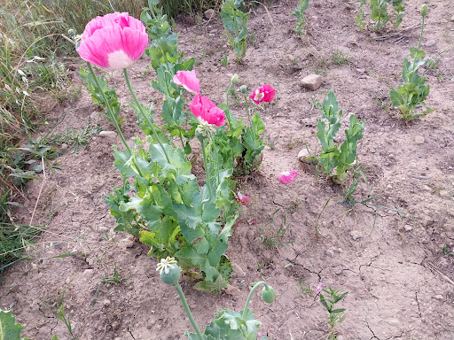 چغاسبز لرستان