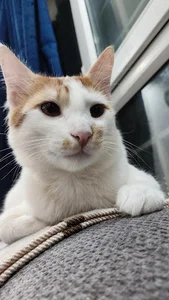 پانسیون گربه ( Pension Cat )