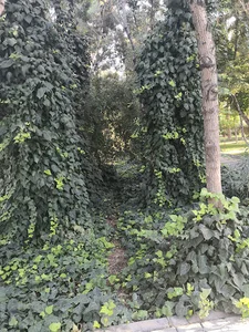 بوستان ماهور