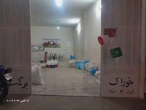 خوراک دام و طیور برکت