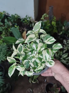 گلخانه رویای سبز
