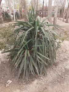 مسیر پیاده روی