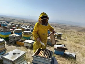 عسل کوهنشین