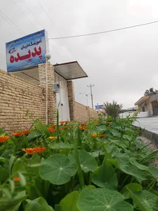 موسسه زبان پدیده
