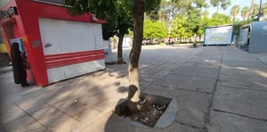 پایانه مسافربری ولیعصر
