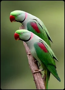 پرده سرای محمد رضایی