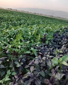 سبزی فروشی اکبری