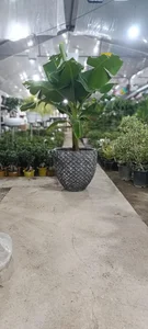 گلباغ رها 2