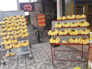 پخش موز و خرما(MANGO)