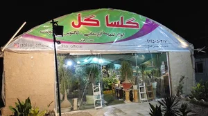 گلسا گل
