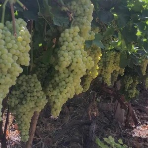 باغ سنگی