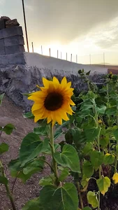 باغ کربلایی علی شکوری