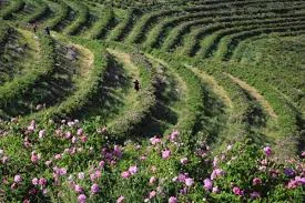 پرورش ماهی گل محمدی
