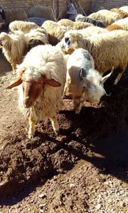 دامداری احمدی