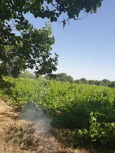باغ خانواده علیرضا صالحی