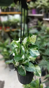 گلخانه کلبه سبز
