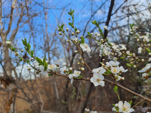 Piroz koh